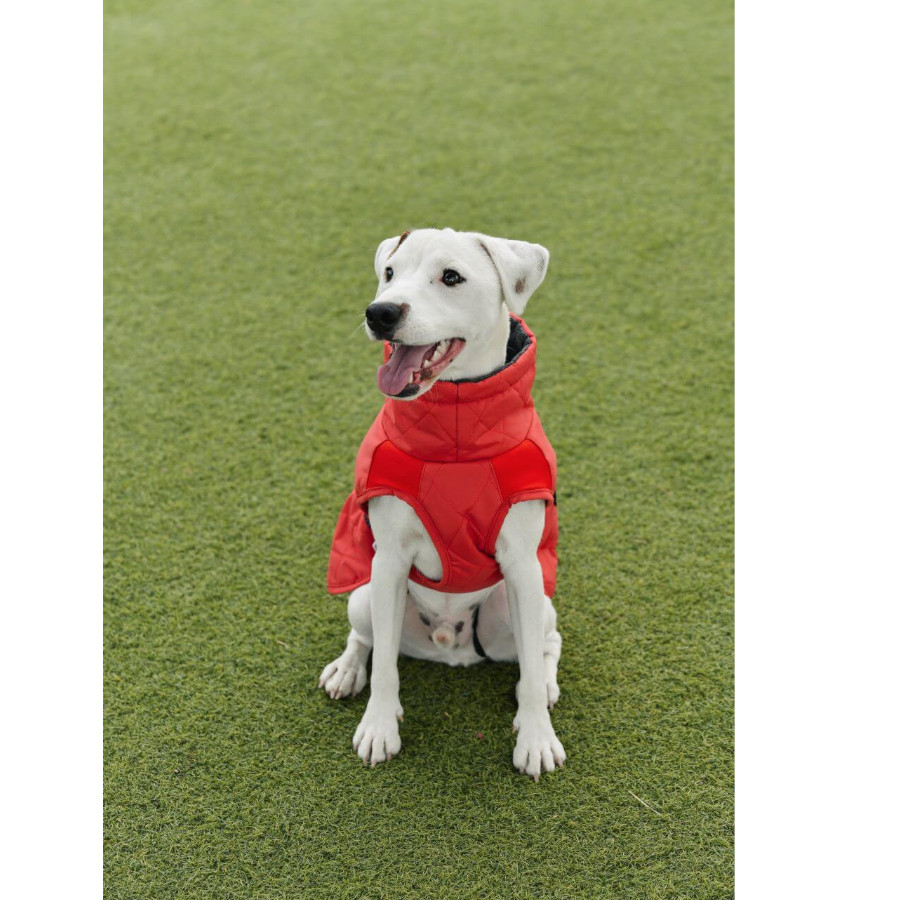 Freedog Oymyakon Rojo Abrigo Impermeable con Arnés para perros