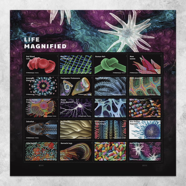 🎁[US Free Shipping]Life Magnified Stamps