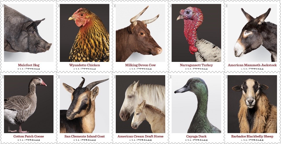 🎁[US FREE SHIPPING]100PCS-Heritage Breeds