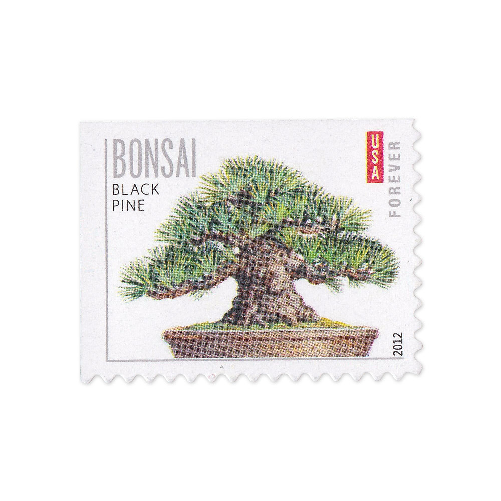 🎁[US Free Shipping]100PCS-Bonsai Tree