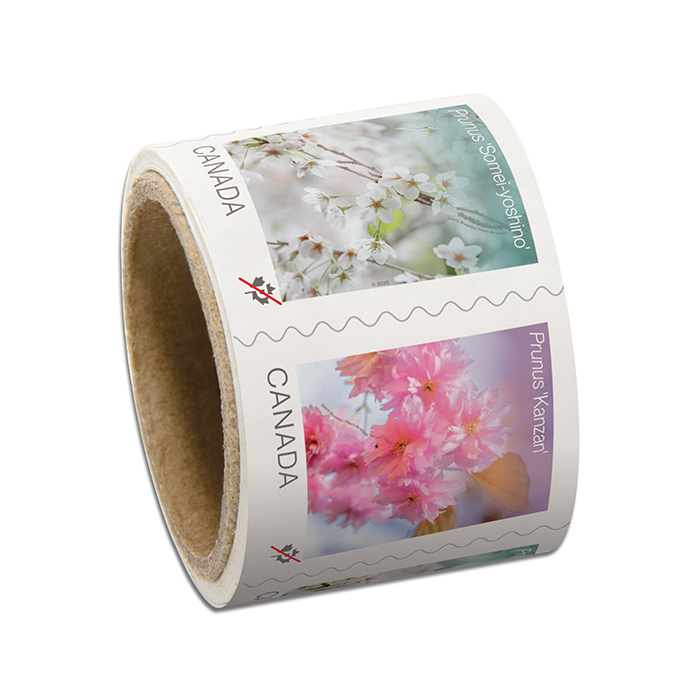 Cherry Blossoms (2026) – Permanent™ Stamps, Coil of 50 (2 Coils Minimum)