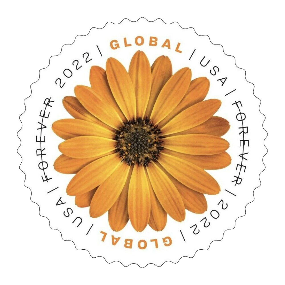 🎁[US Free Shipping]100PCS-Global African Daisy 2022