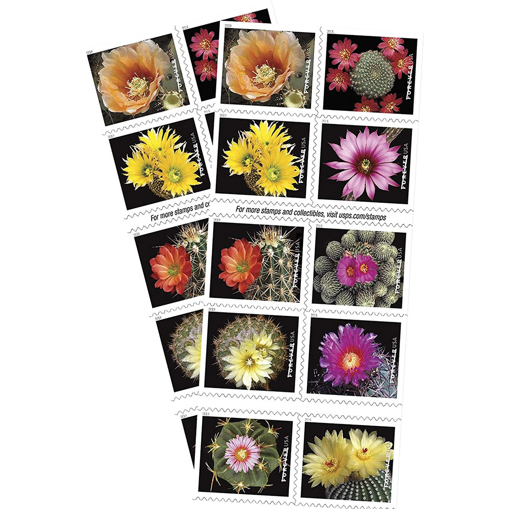 🎁[US Free Shipping]100PCS-Cactus Flower