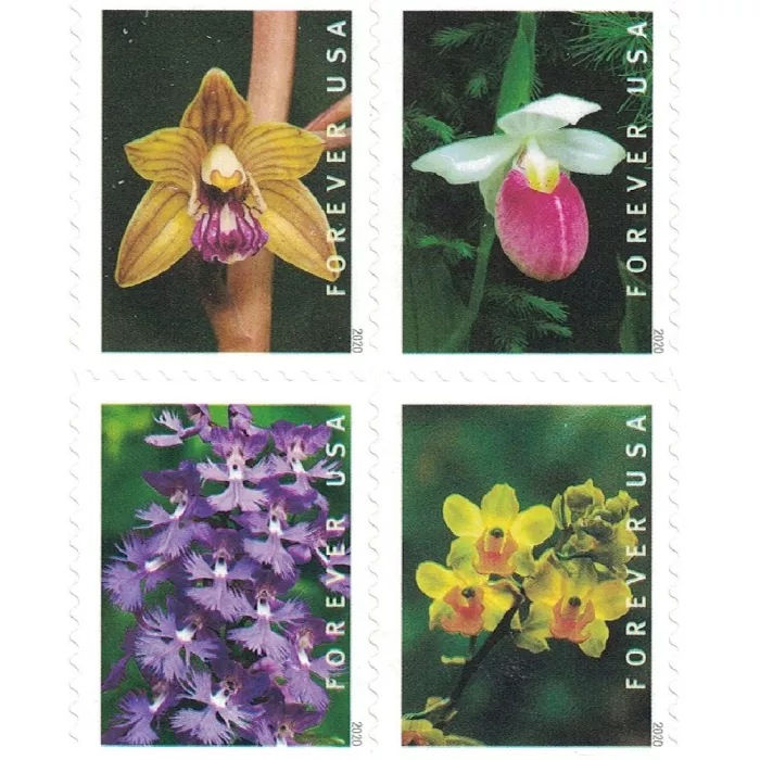 🎁[US Free Shipping]100PCS-Wild Orchid