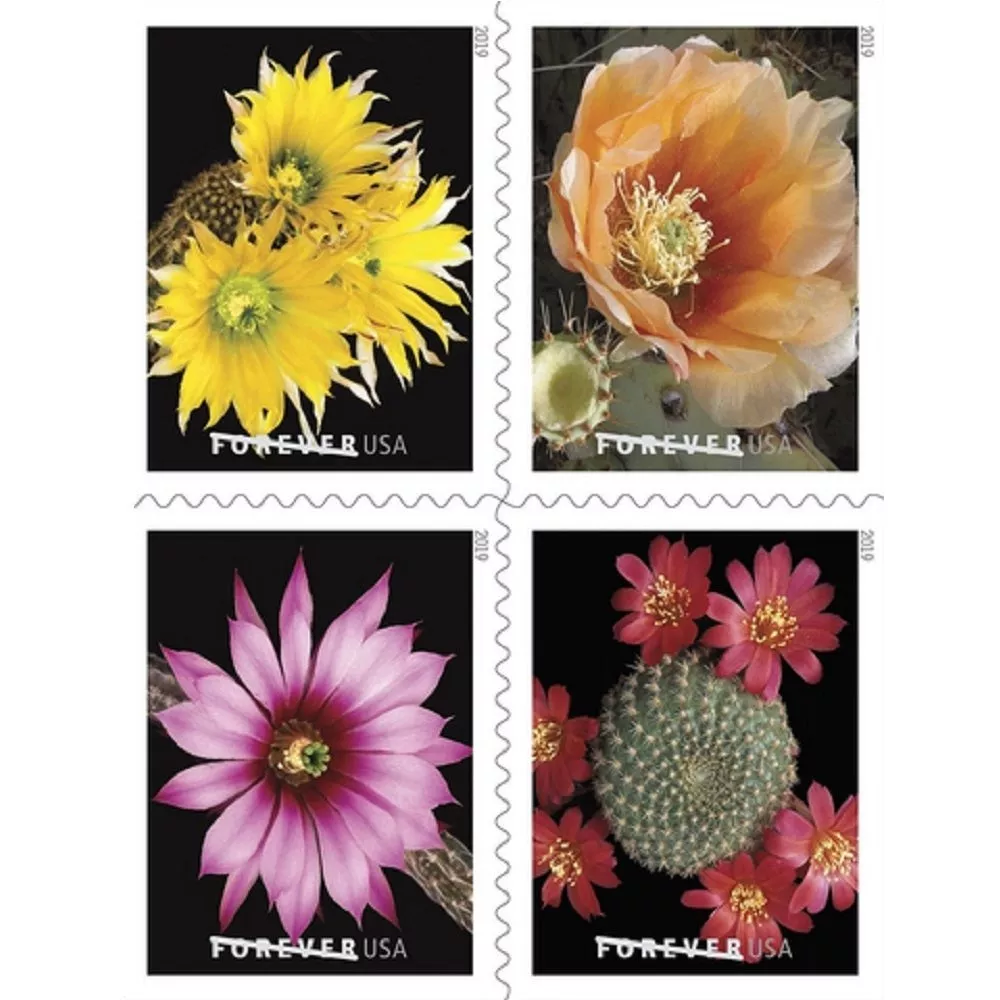 🎁[US Free Shipping]100PCS-Cactus Flower
