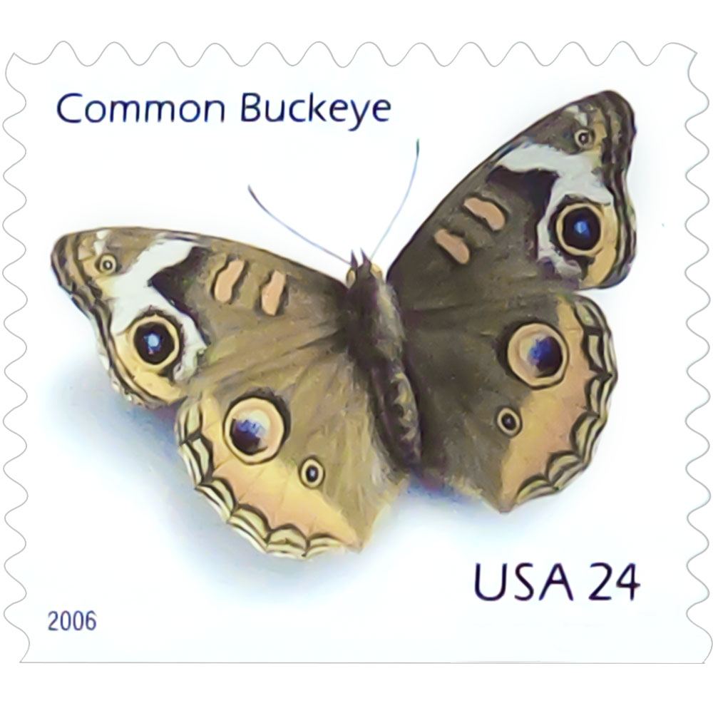 🎁[US FREE SHIPPING]100PCS-Common Buckeye Butterfly