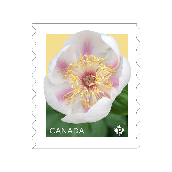 Peonies (2025) – Permanent™ Stamps, Coil of 50 (2 Coils Minimum)