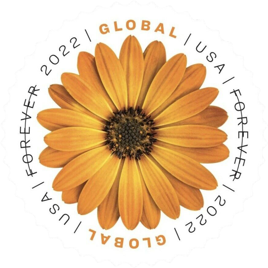 🎁[US Free Shipping]100PCS-Global African Daisy 2022