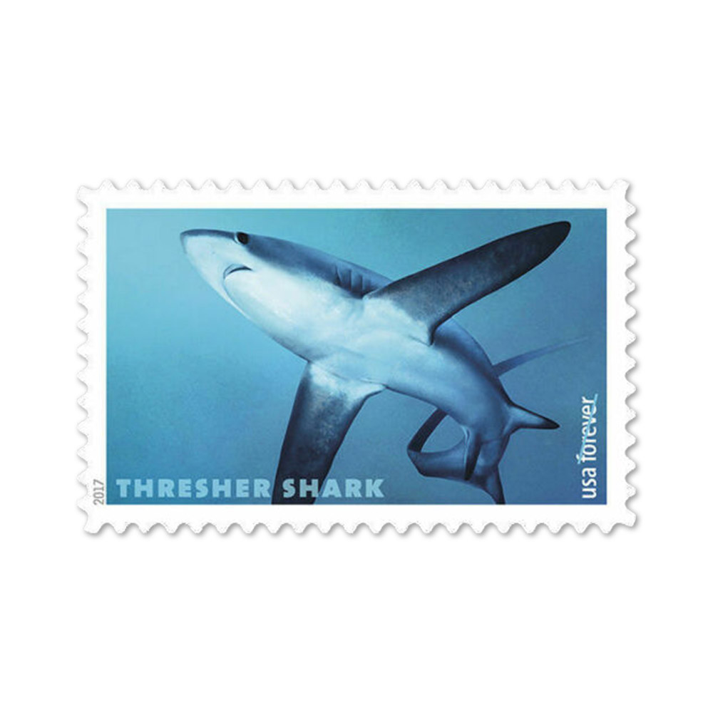 🎁[US Free Shipping]100PCS-SHARKS 2017