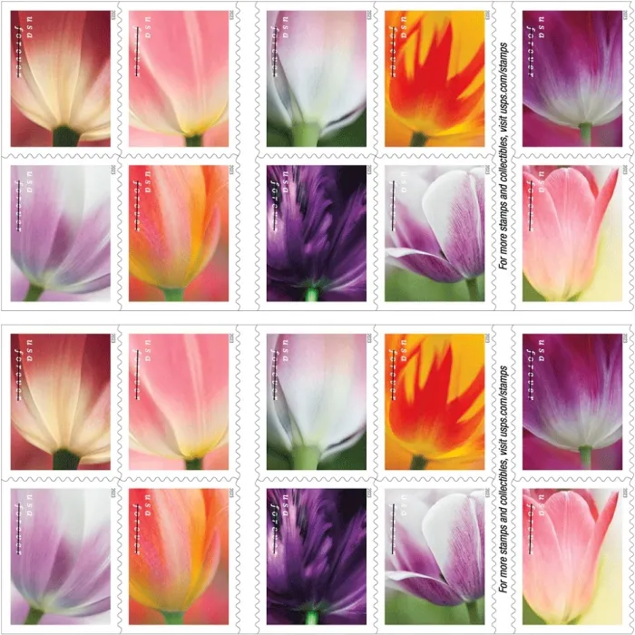 🎁[US FREE SHIPPING]100PCS-Tulip Blossoms