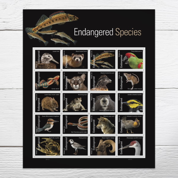 🎁[US FREE SHIPPING]100PCS-Endangered Species