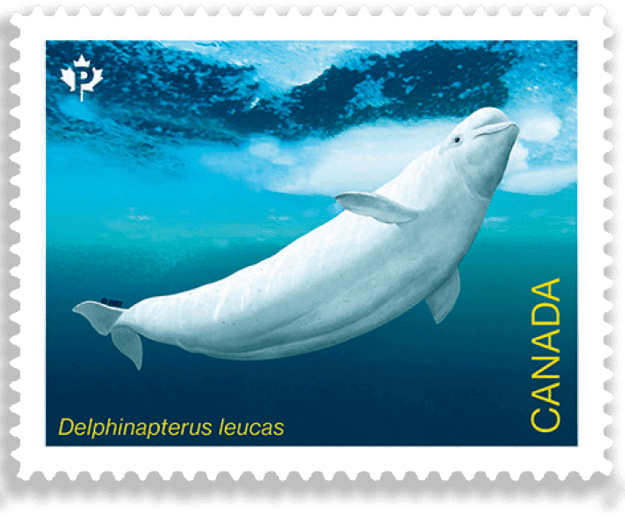 Endangered Whales – Souvenir Sheet, 100 Pcs