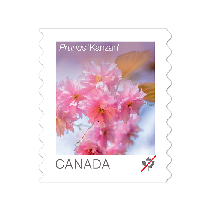 Cherry Blossoms (2026) – Permanent™ Stamps, Coil of 50 (2 Coils Minimum)