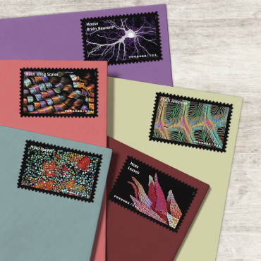 🎁[US Free Shipping]Life Magnified Stamps
