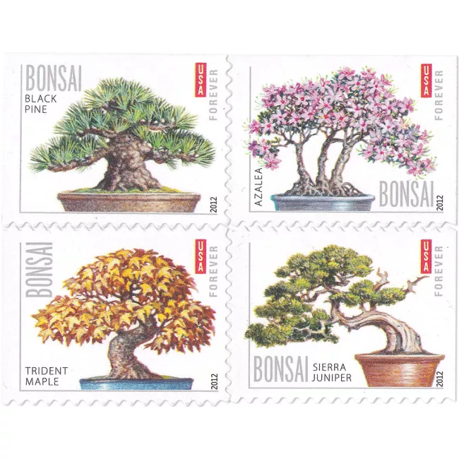 🎁[US Free Shipping]100PCS-Bonsai Tree