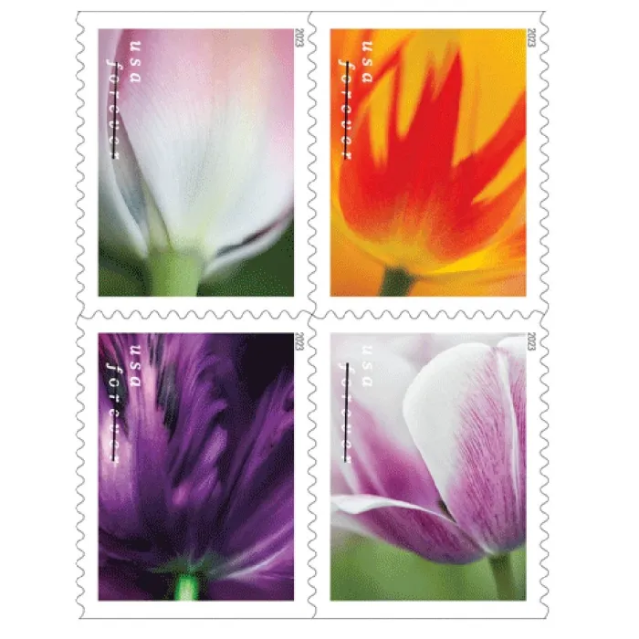 🎁[US FREE SHIPPING]100PCS-Tulip Blossoms