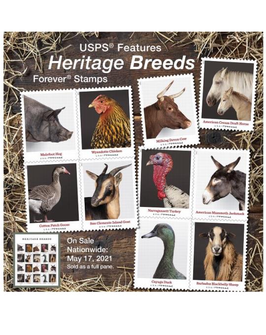 🎁[US FREE SHIPPING]100PCS-Heritage Breeds