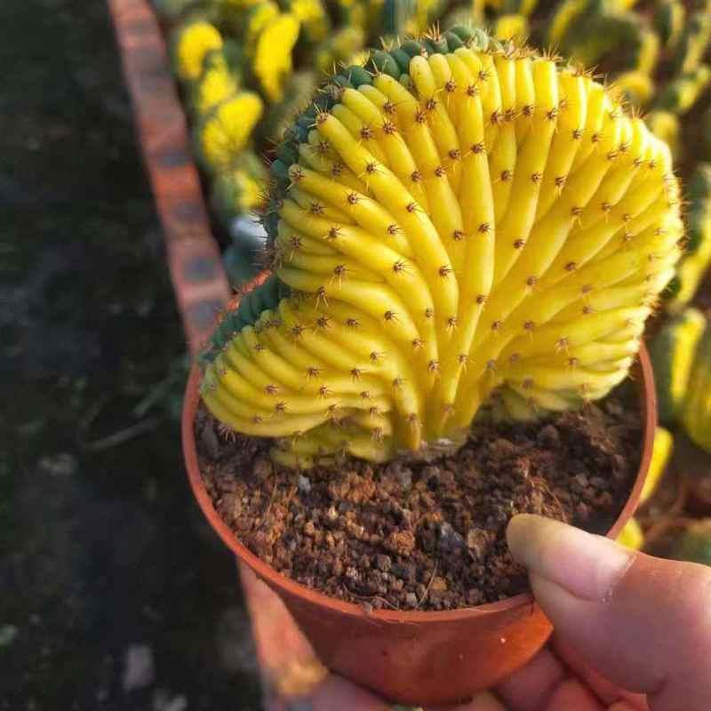 7cm Cactus Live Plants T.P Cristata Variegated Beautiful Rare Garden Cactus