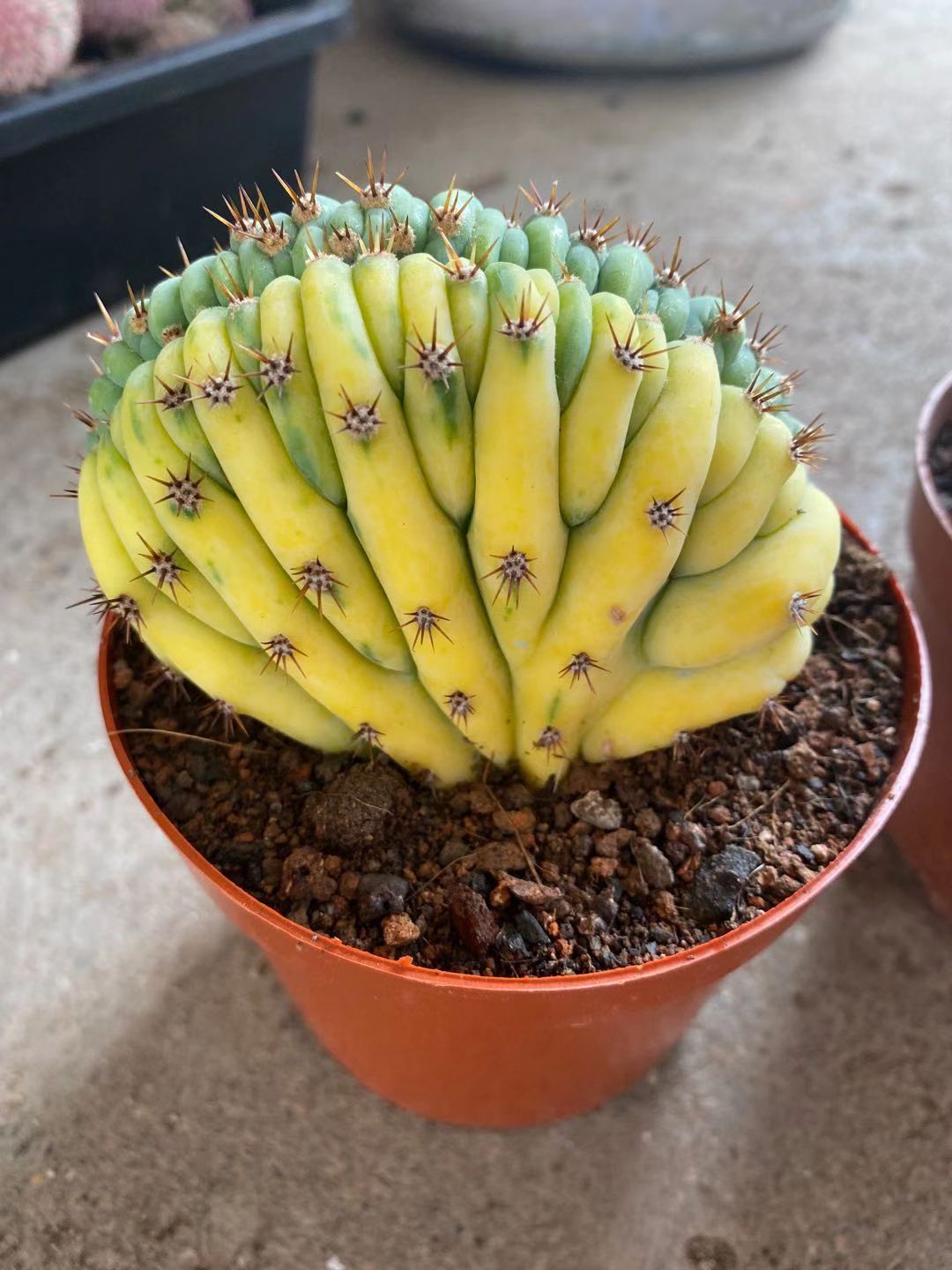 7cm Cactus Live Plants T.P Cristata Variegated Beautiful Rare Garden Cactus