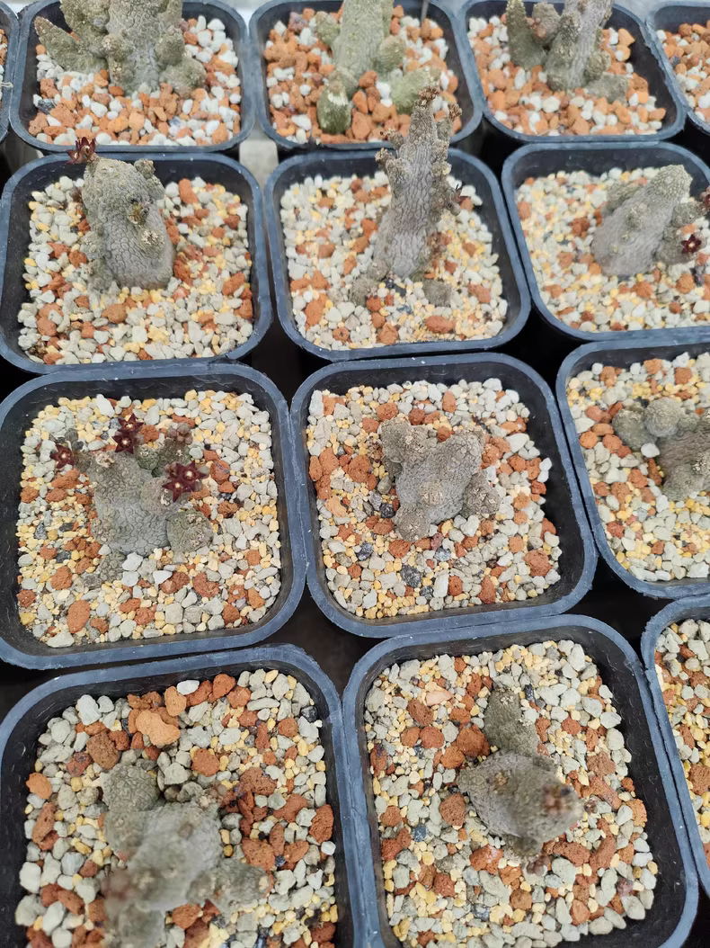 3-5CM 1PCS Cactus Live Plants Pseudolithos Caput-viperae Beautiful Rare Garden Planting