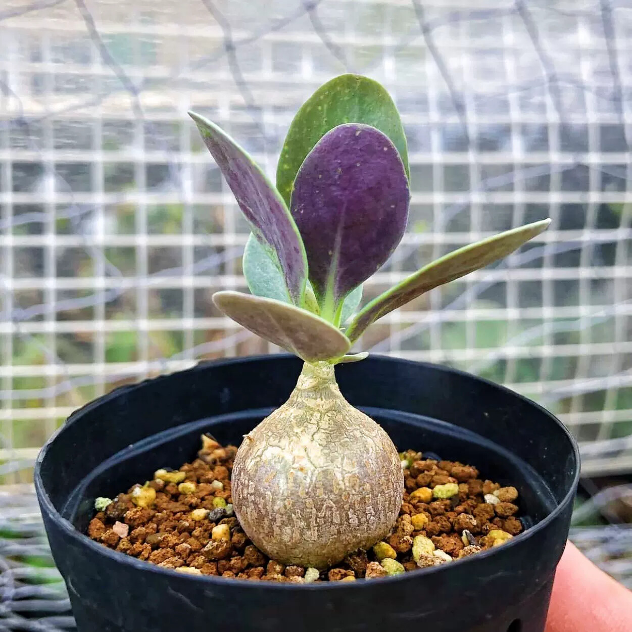 3-4CM 1PCS Cactus Live Plants Othonna triplinervia Beautiful Cactus Rare Root