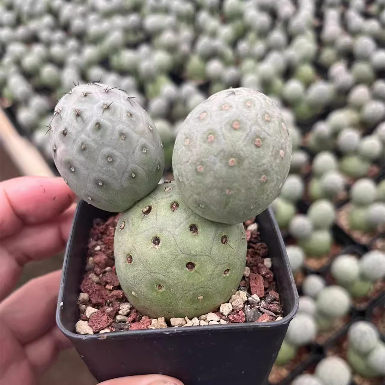 6-7cm Cactus Live Plants Three heads Tephrocactus geometricus Beautiful Live Plants Rare Cactus