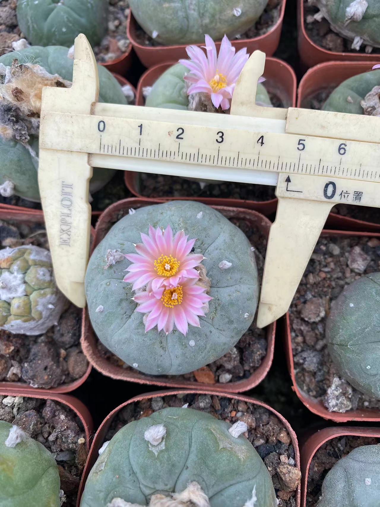4-5cm 1PCS Cactus Live Plants Lophophora williamsii Beautiful Cactus Rare Garden Planting Cactus