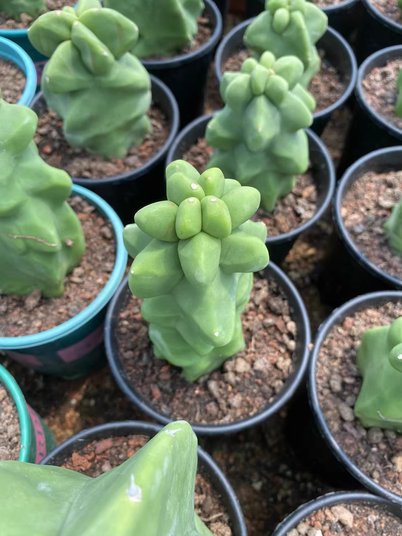 10cm 1PCS Live Pachycereus Schotti Beautiful Garden Rare Planting