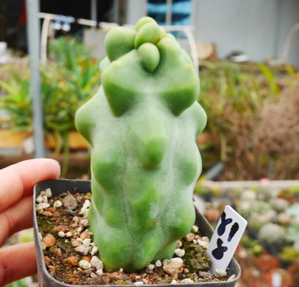 10cm 1PCS Live Pachycereus Schotti Beautiful Garden Rare Planting