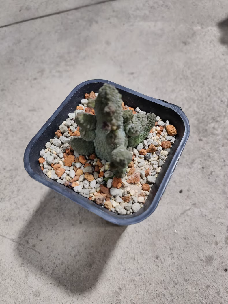 3-5CM 1PCS Cactus Live Plants Pseudolithos Caput-viperae Beautiful Rare Garden Planting
