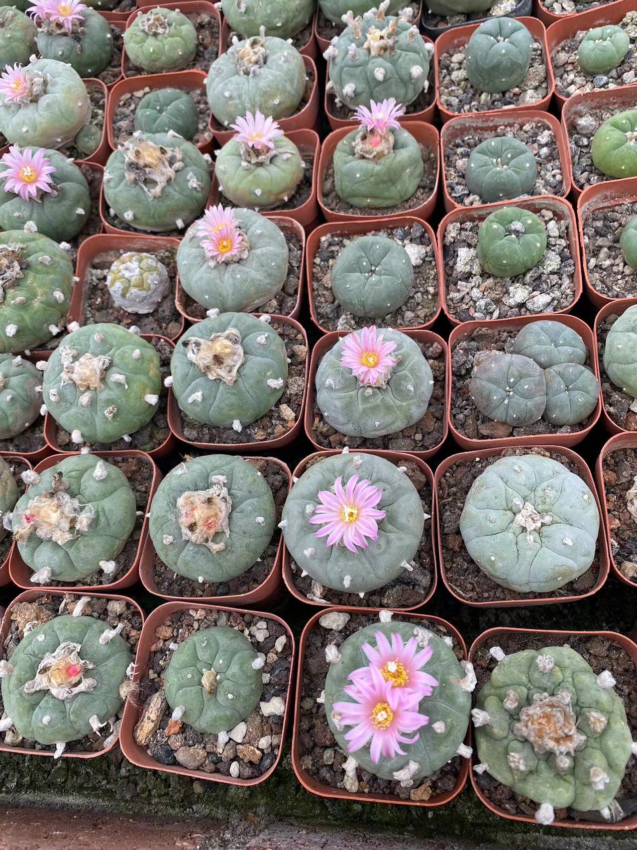 4-5cm 1PCS Cactus Live Plants Lophophora williamsii Beautiful Cactus Rare Garden Planting Cactus