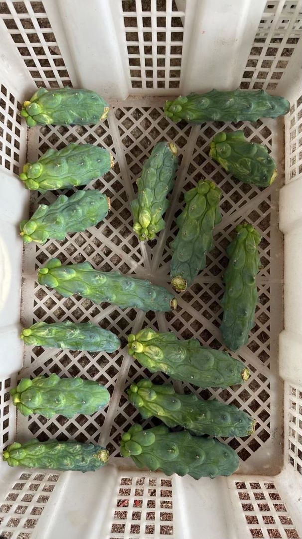 8-10cm Cactus Live Plant MyrtillocAactus Geometrizans Variegated Rare Cactus