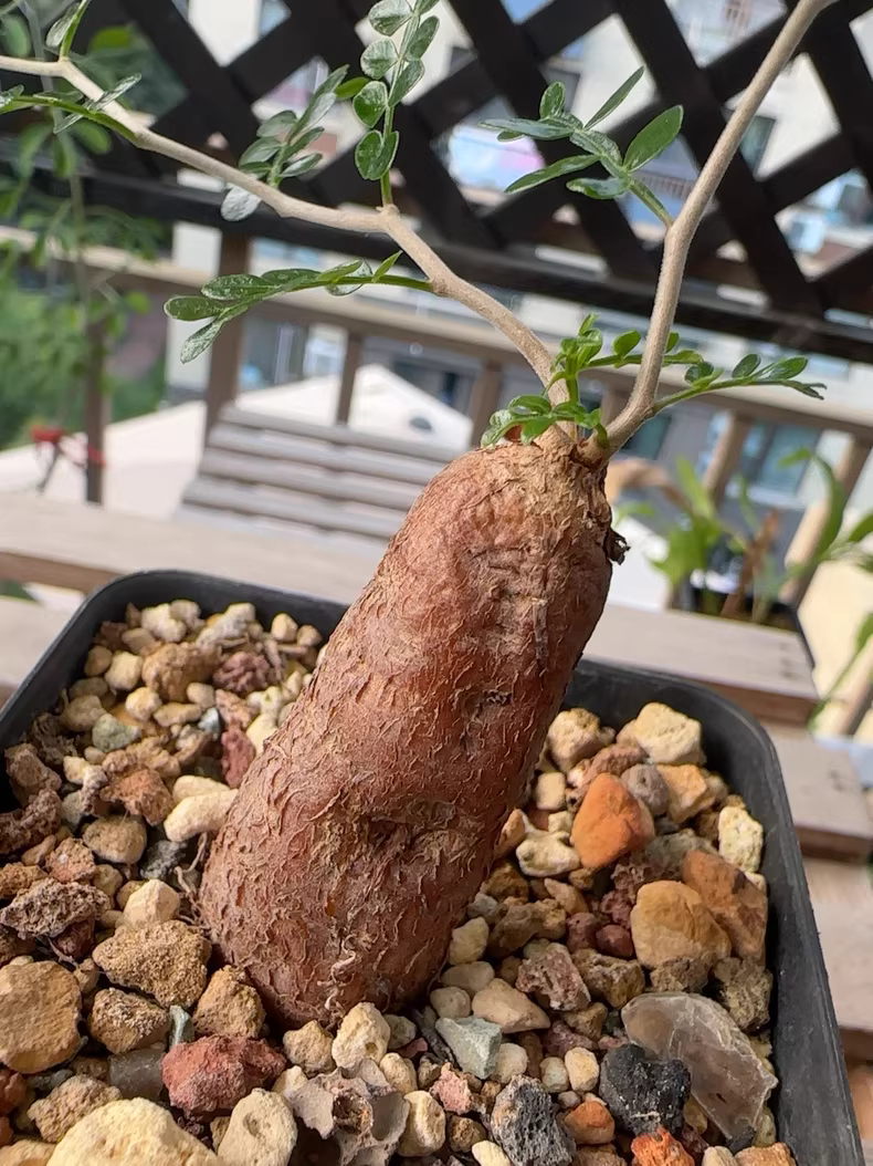 2cm 1PCS Cactus Live Plants Operculicarya pachypus Beautiful Rare Garden Planting Cactus