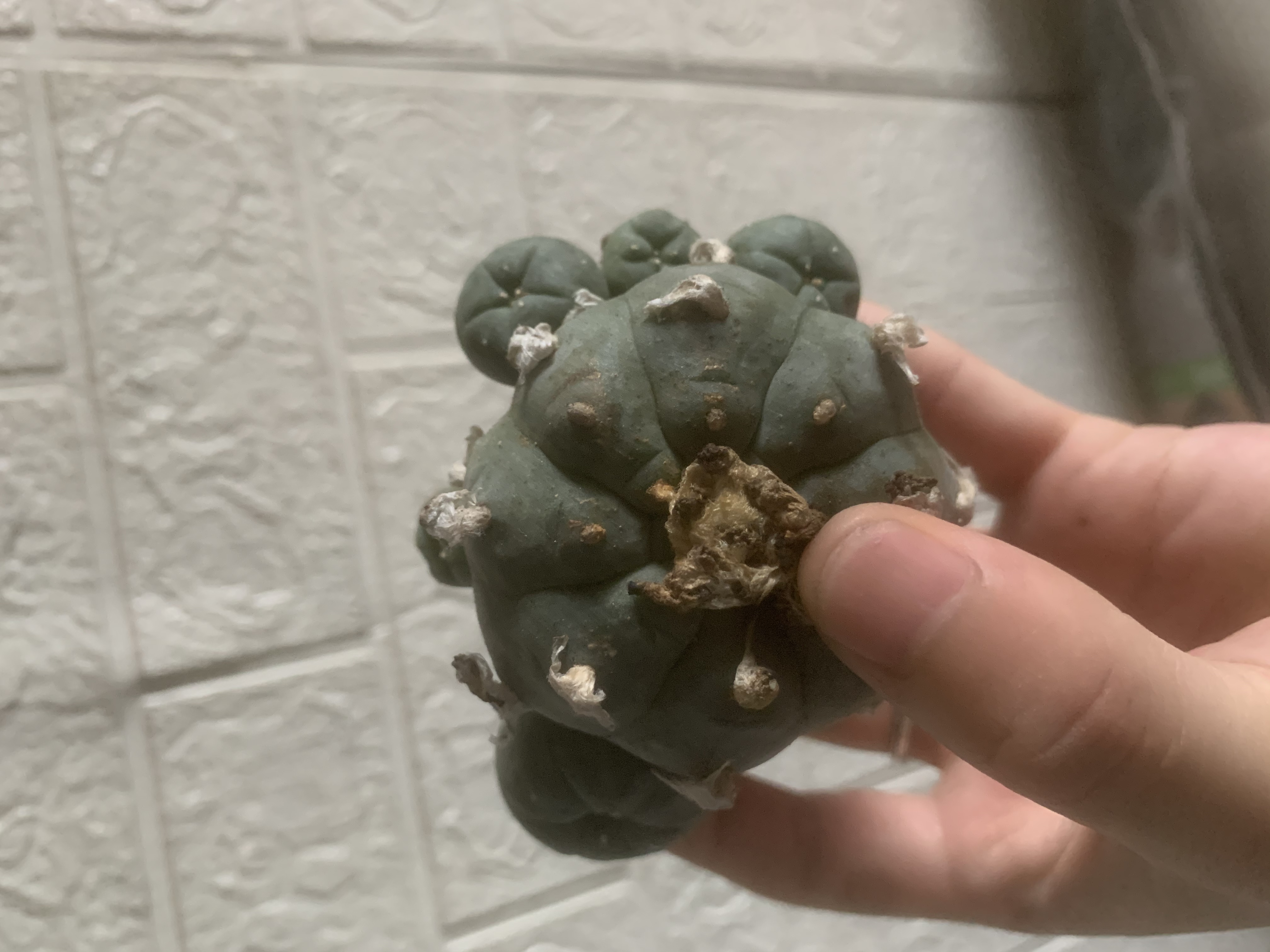 6-8cm Multiple heads Cactus Live Plants Lophophora williamsii Beautiful Rare Garden Planting Cactus