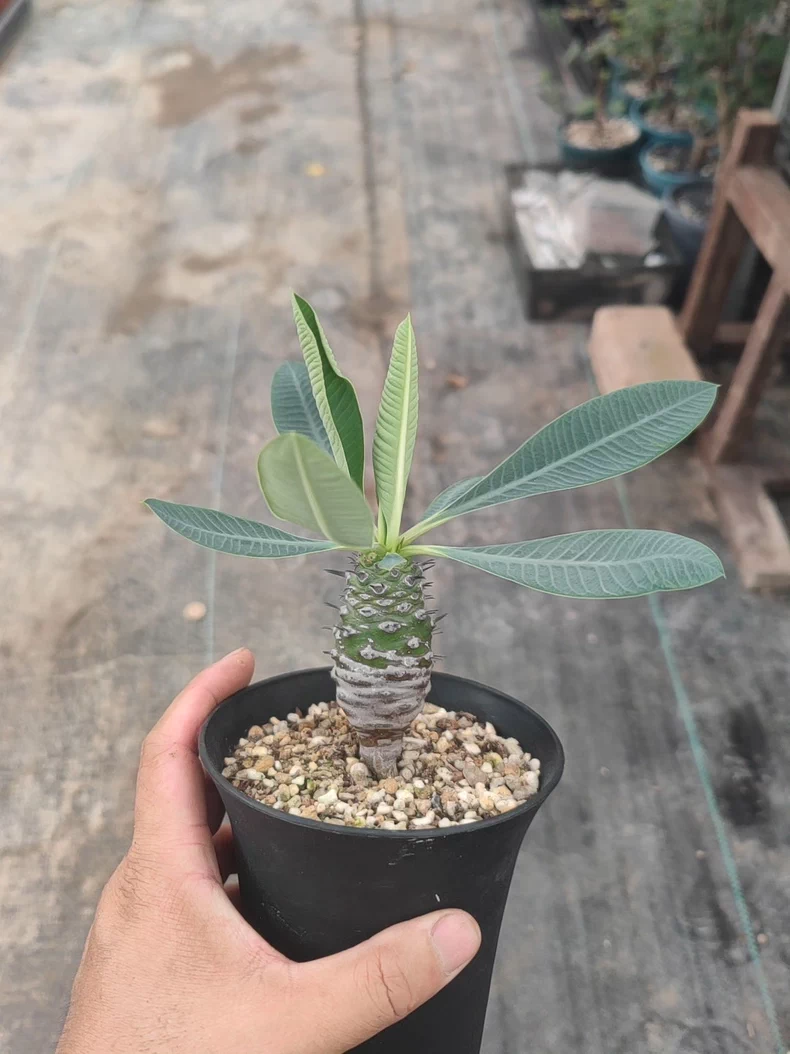 6-8cm 1PCS Cactus Live Plants Euphorbia Pachypodioides Beautiful Cactus Garden Cactus