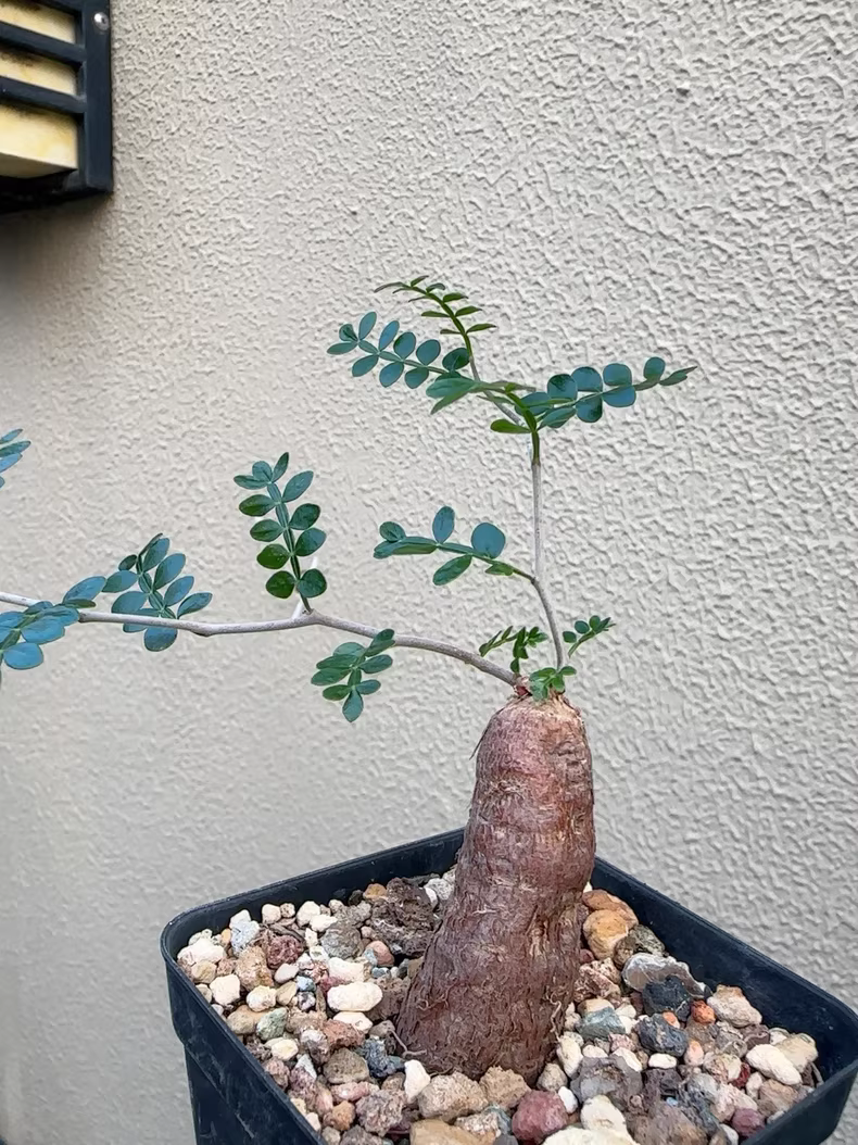 2cm 1PCS Cactus Live Plants Operculicarya pachypus Beautiful Rare Garden Planting Cactus