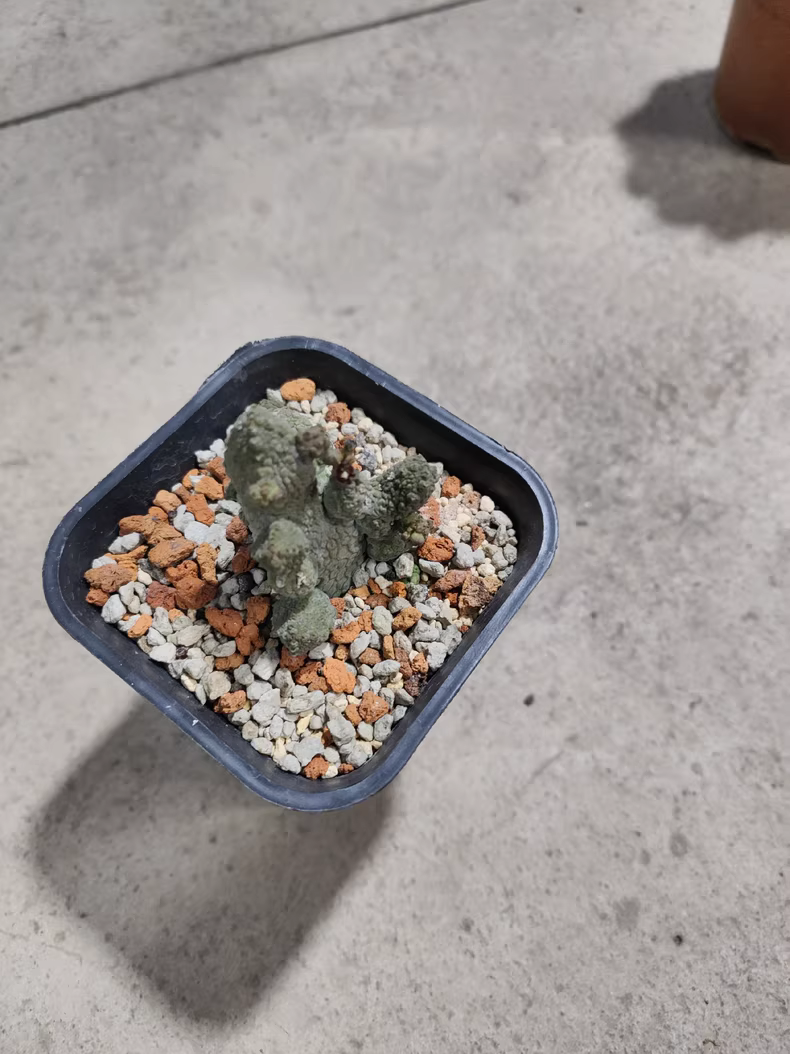 3-5CM 1PCS Cactus Live Plants Pseudolithos Caput-viperae Beautiful Rare Garden Planting