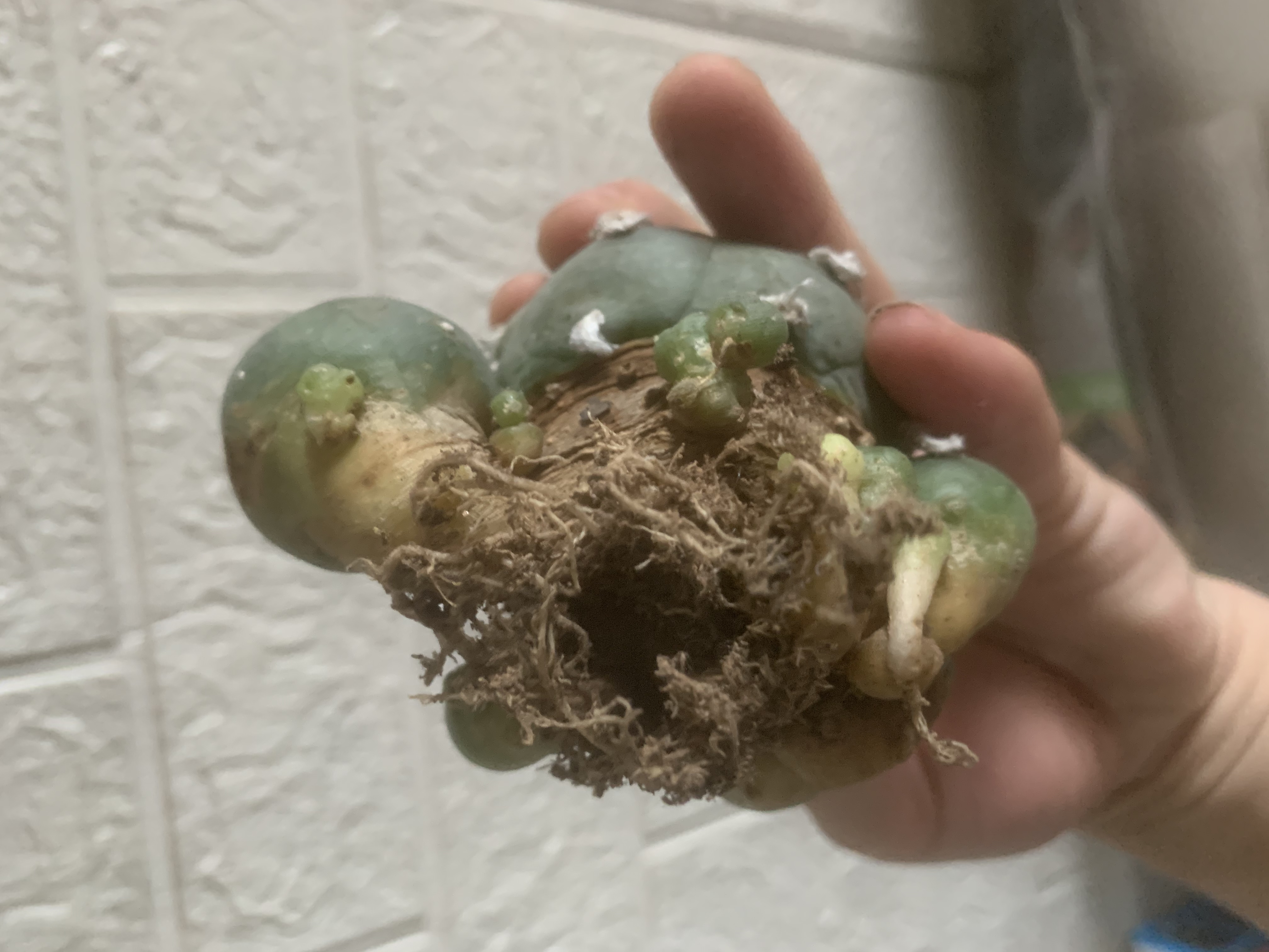 6-8cm Multiple heads Cactus Live Plants Lophophora williamsii Beautiful Rare Garden Planting Cactus