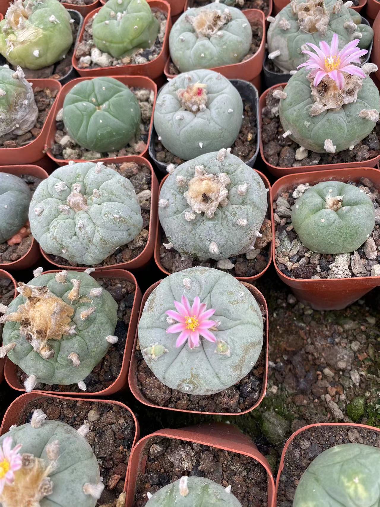 4-5cm 1PCS Cactus Live Plants Lophophora williamsii Beautiful Cactus Rare Garden Planting Cactus