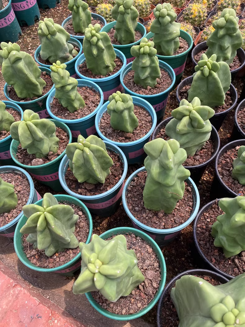 10cm 1PCS Live Pachycereus Schotti Beautiful Garden Rare Planting