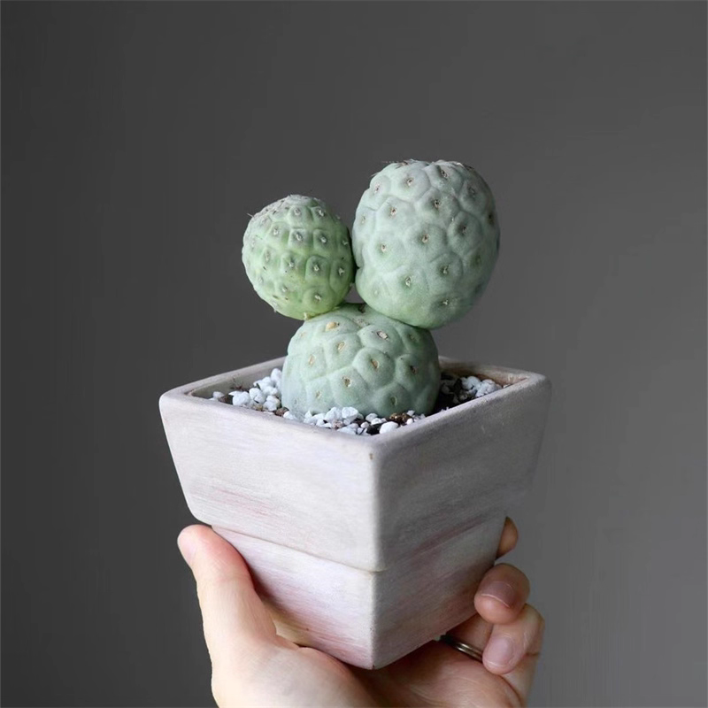 6-7cm Cactus Live Plants Three heads Tephrocactus geometricus Beautiful Live Plants Rare Cactus