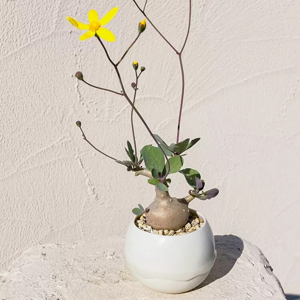 3-4CM 1PCS Cactus Live Plants Othonna triplinervia Beautiful Cactus Rare Root