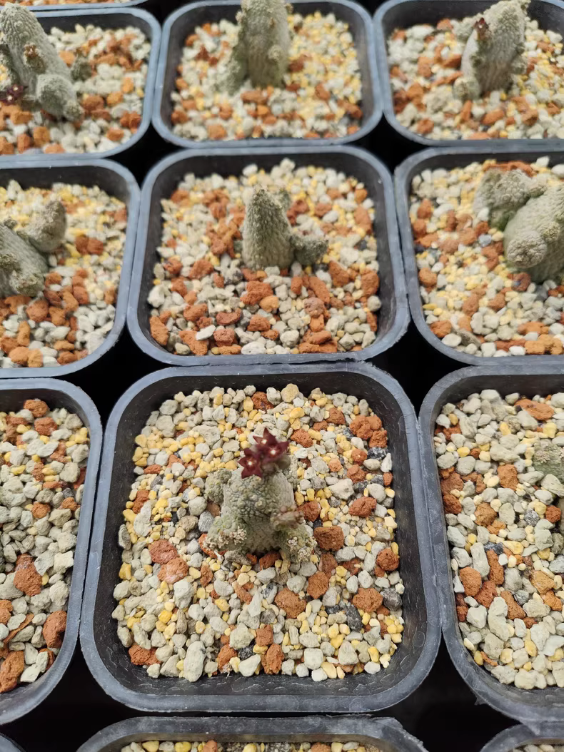 3-5CM 1PCS Cactus Live Plants Pseudolithos Caput-viperae Beautiful Rare Garden Planting