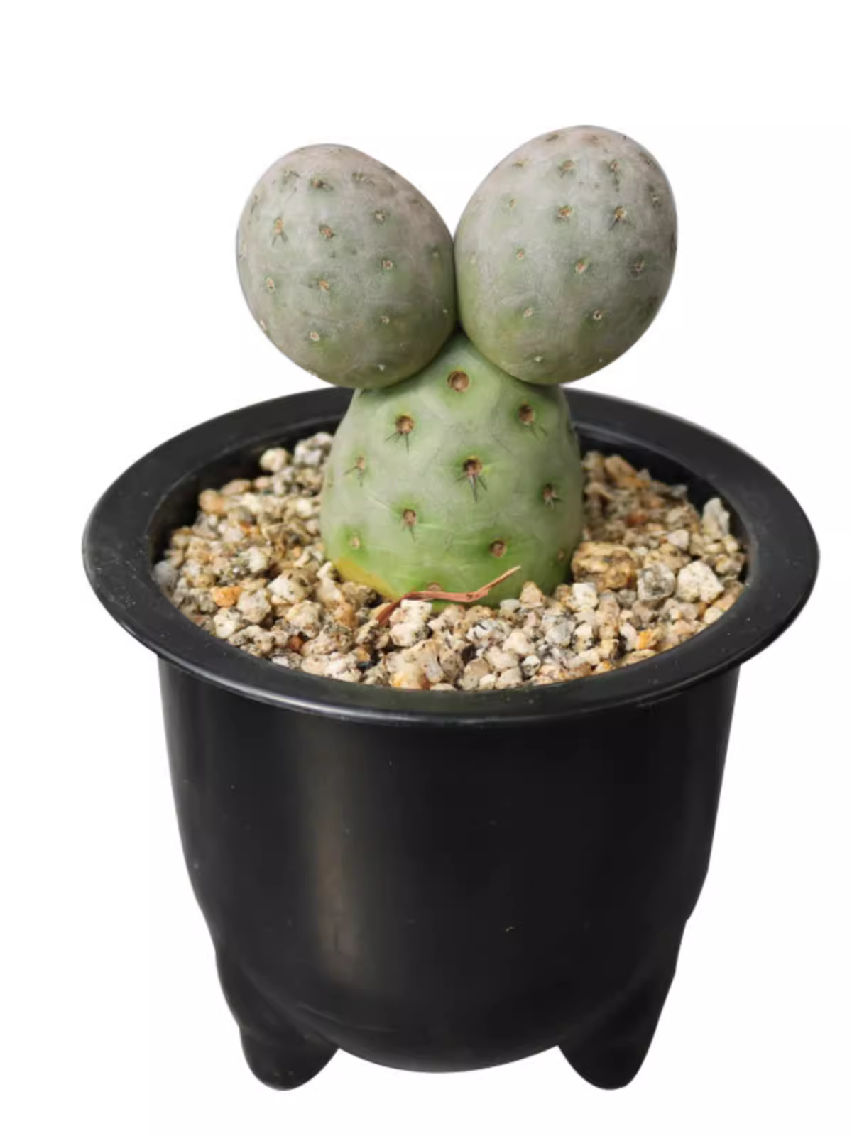 6-7cm Cactus Live Plants Three heads Tephrocactus geometricus Beautiful Live Plants Rare Cactus