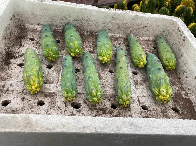 8-10cm Cactus Live Plant MyrtillocAactus Geometrizans Variegated Rare Cactus