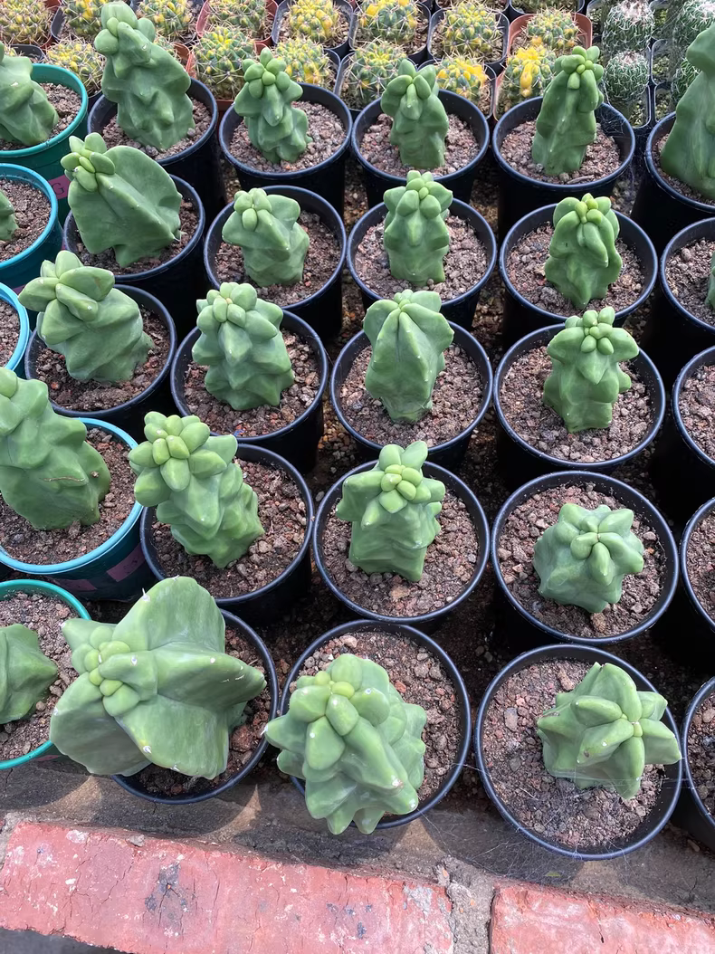 10cm 1PCS Live Pachycereus Schotti Beautiful Garden Rare Planting