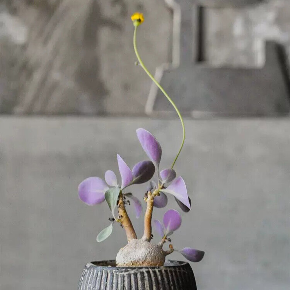 3-4CM 1PCS Cactus Live Plants Othonna triplinervia Beautiful Cactus Rare Root