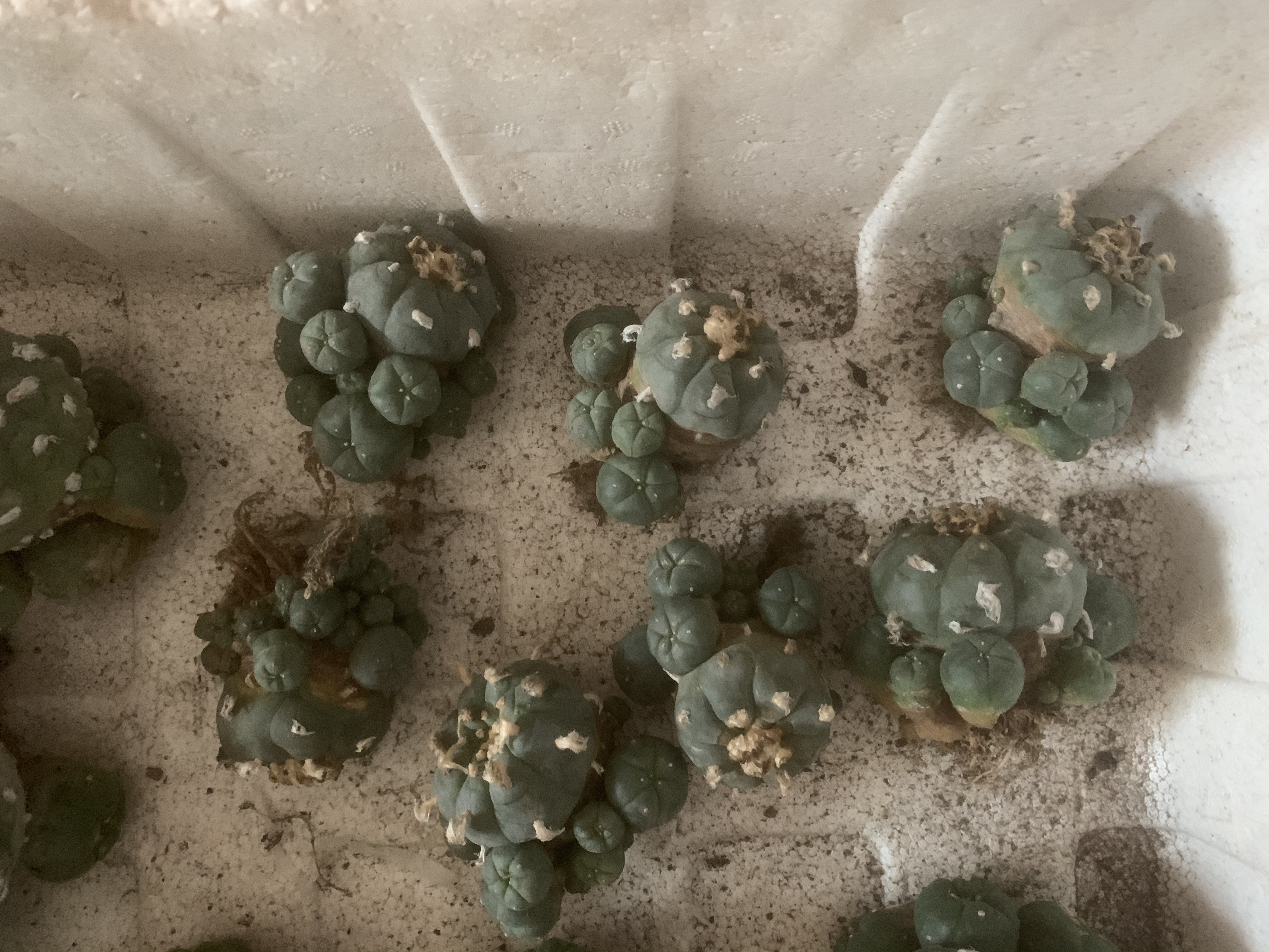 6-8cm Multiple heads Cactus Live Plants Lophophora williamsii Beautiful Rare Garden Planting Cactus