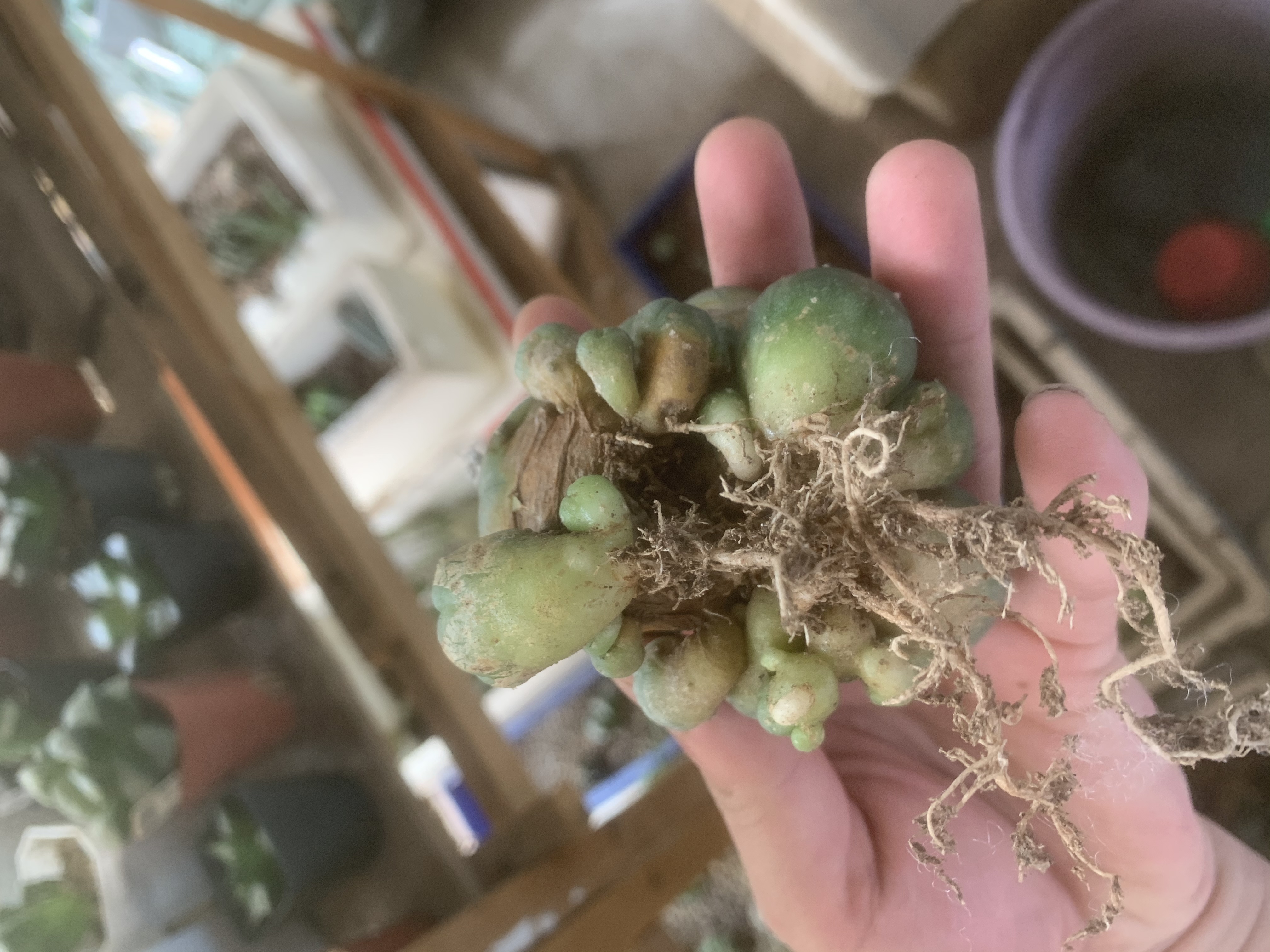 6-8cm Multiple heads Cactus Live Plants Lophophora williamsii Beautiful Rare Garden Planting Cactus