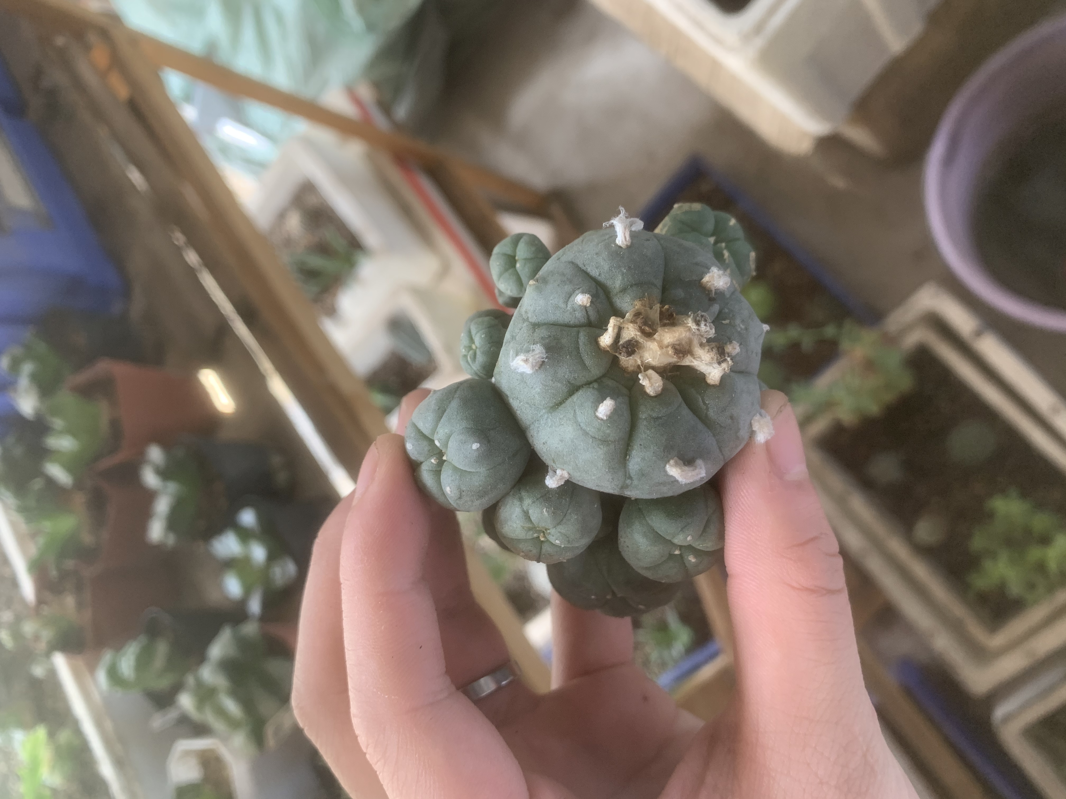 6-8cm Multiple heads Cactus Live Plants Lophophora williamsii Beautiful Rare Garden Planting Cactus